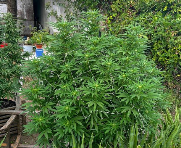 Fast Flowering Mix Fastbuds - 2026. Week 13 - Pheno #3- Day 88 - 2 weeks into flowering