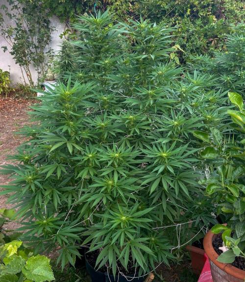 Fast Flowering Mix Fastbuds - 2026. Week 13 - Pheno #4- Day 88 - 2 weeks into flowering