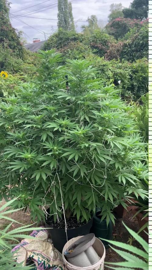 Fast Flowering Mix Fastbuds - 2026