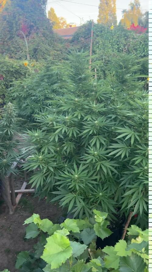 Fast Flowering Mix Fastbuds - 2026