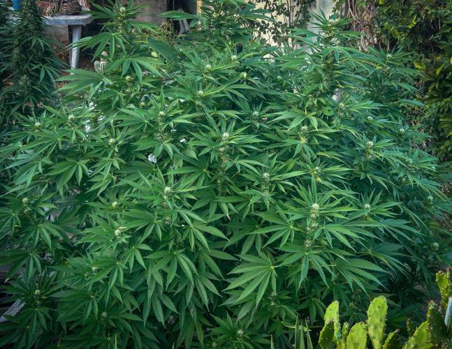 Fast Flowering Mix Fastbuds - 2026. Week 14