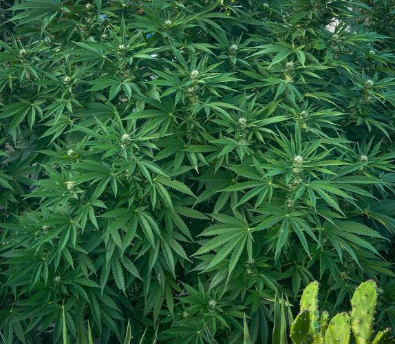 Fast Flowering Mix Fastbuds - 2026. Week 14