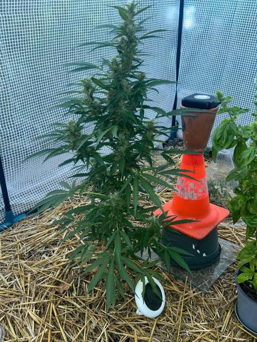Fast Flowering Mix Fastbuds - 2026. Week 14