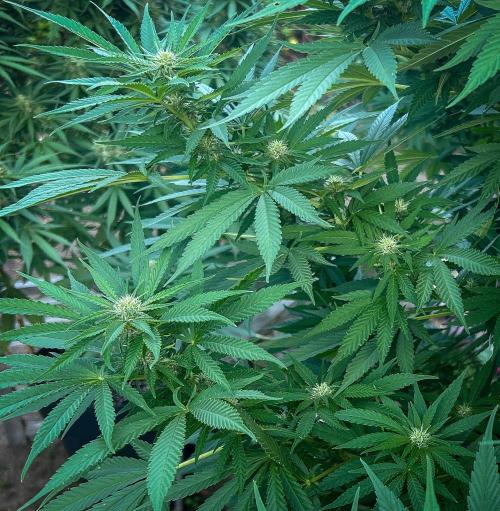 Fast Flowering Mix Fastbuds - 2026. Week 14