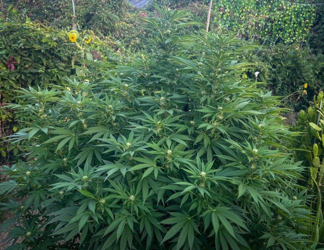 Fast Flowering Mix Fastbuds - 2026. Week 14
