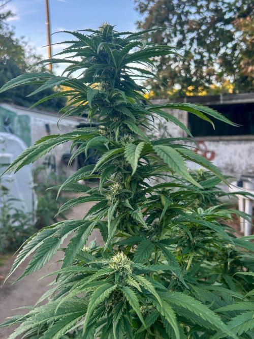 Fast Flowering Mix Fastbuds - 2026. Week 14