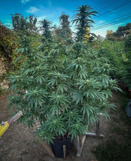 Fast Flowering Mix Fastbuds - 2026. Week 14