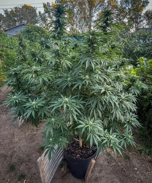 Fast Flowering Mix Fastbuds - 2026. Week 14