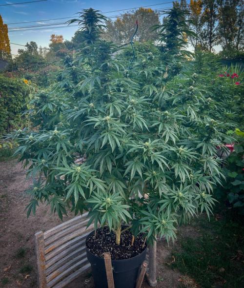 Fast Flowering Mix Fastbuds - 2026. Week 14