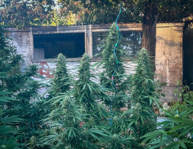 Fast Flowering Mix Fastbuds - 2026. Week 14