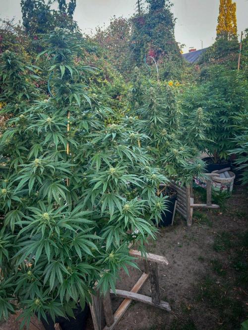 Fast Flowering Mix Fastbuds - 2026. Week 14