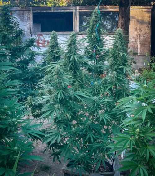 Fast Flowering Mix Fastbuds - 2026. Week 14