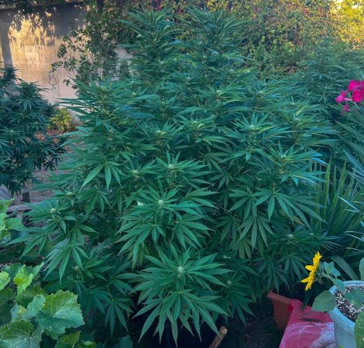 Fast Flowering Mix Fastbuds - 2026. Week 14