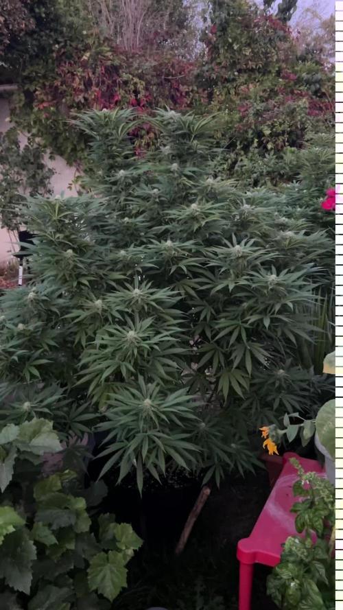 Fast Flowering Mix Fastbuds - 2026