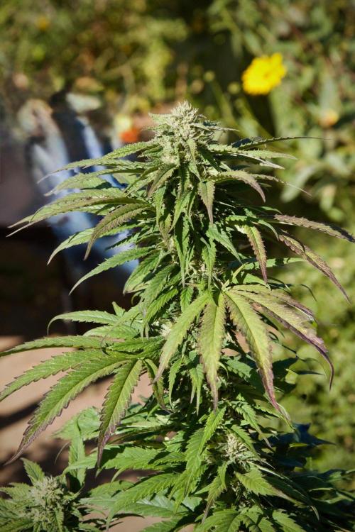 Fast Flowering Mix Fastbuds - 2026. Week 16