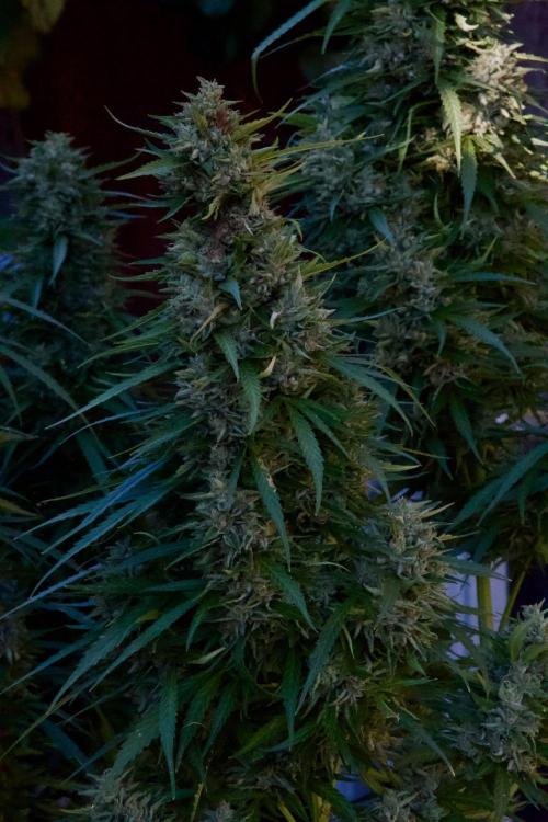Fast Flowering Mix Fastbuds - 2026. Week 16