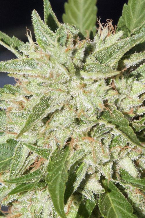 Fast Flowering Mix Fastbuds - 2026. Week 16