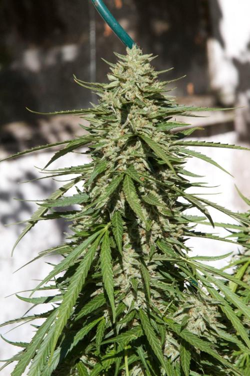 Fast Flowering Mix Fastbuds - 2026. Week 16