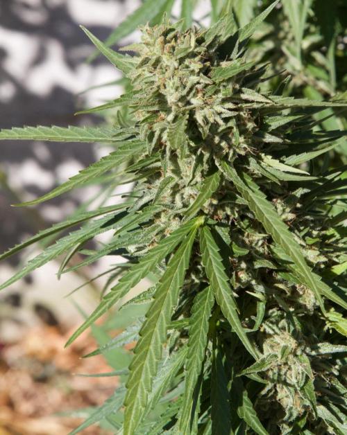 Fast Flowering Mix Fastbuds - 2026. Week 16