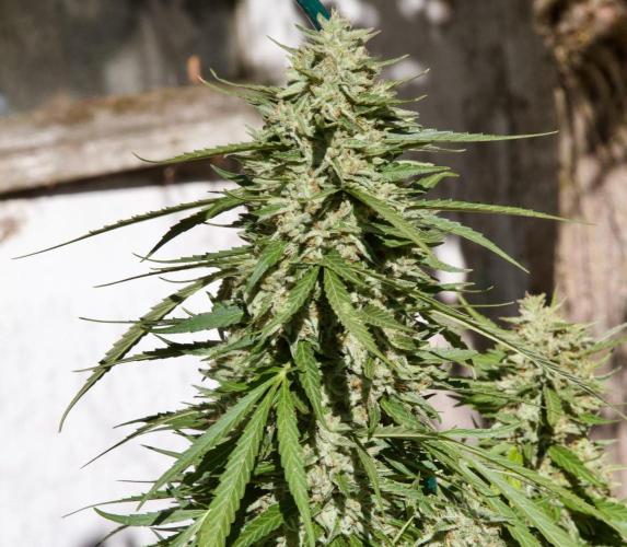 Fast Flowering Mix Fastbuds - 2026. Week 16