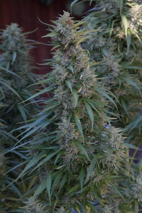 Fast Flowering Mix Fastbuds - 2026. Week 16