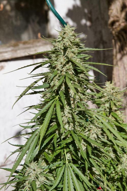 Fast Flowering Mix Fastbuds - 2026. Week 16
