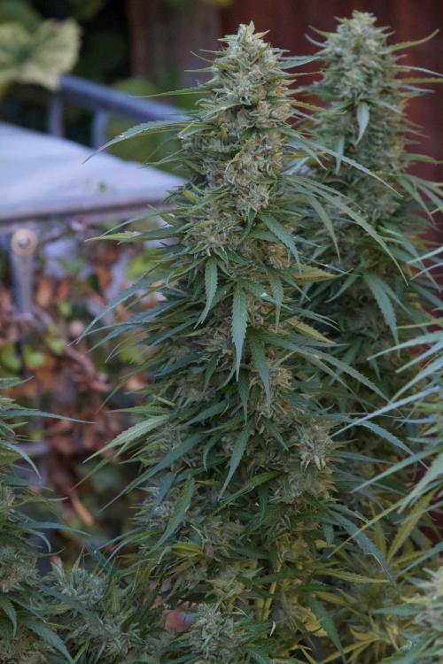 Fast Flowering Mix Fastbuds - 2026. Week 16