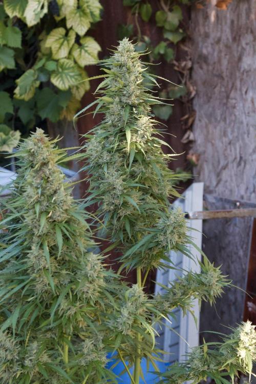 Fast Flowering Mix Fastbuds - 2026. Week 16