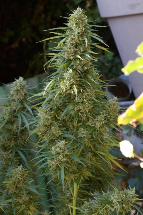 Fast Flowering Mix Fastbuds - 2026. Week 16