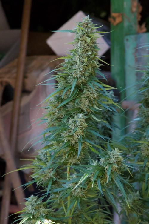 Fast Flowering Mix Fastbuds - 2026. Week 16