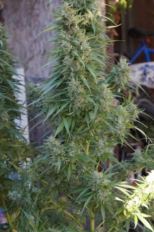 Fast Flowering Mix Fastbuds - 2026. Week 16