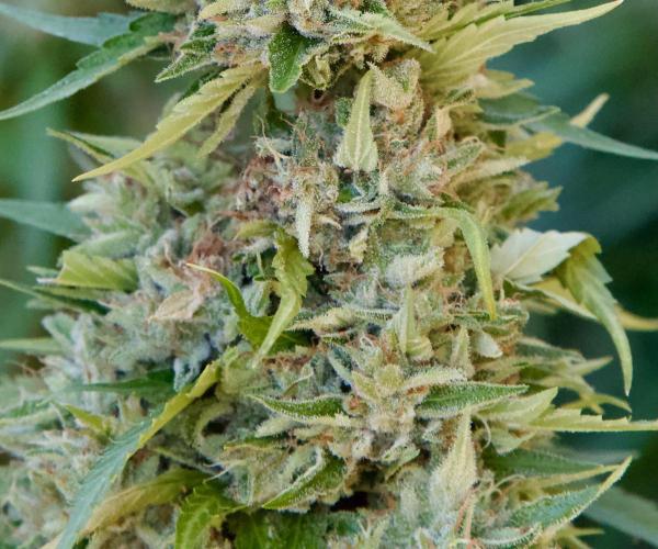 Fast Flowering Mix Fastbuds - 2026. Week 16