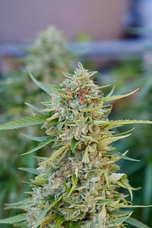 Fast Flowering Mix Fastbuds - 2026. Week 16