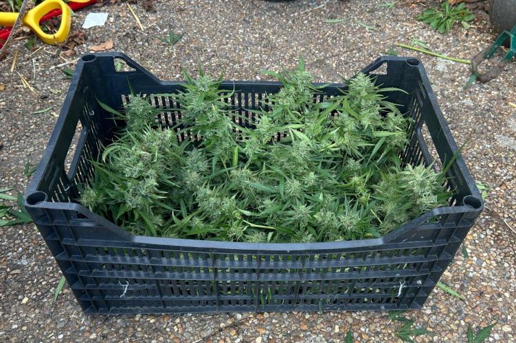 Fast Flowering Mix Fastbuds - 2026. Week 16