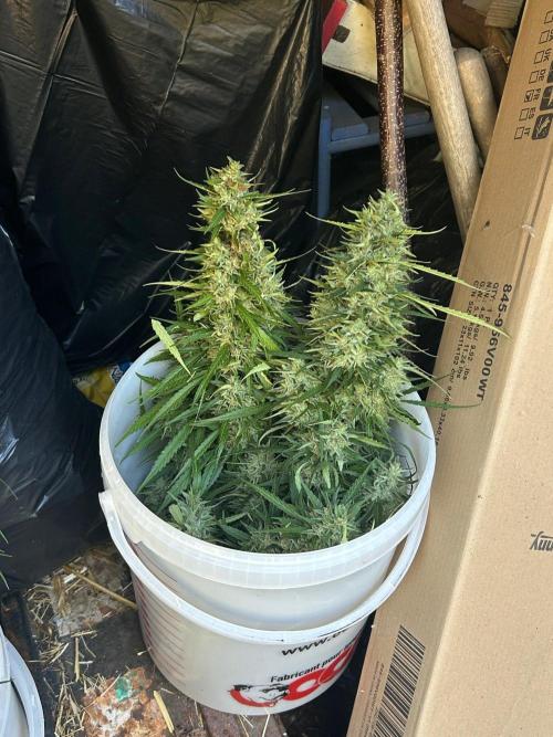 Fast Flowering Mix Fastbuds - 2026. Week 16