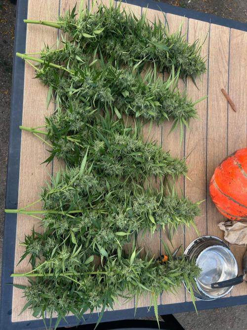 Fast Flowering Mix Fastbuds - 2026. Week 16