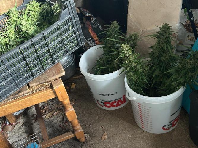 Fast Flowering Mix Fastbuds - 2026. Week 16