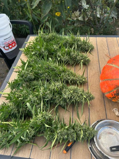 Fast Flowering Mix Fastbuds - 2026. Week 16