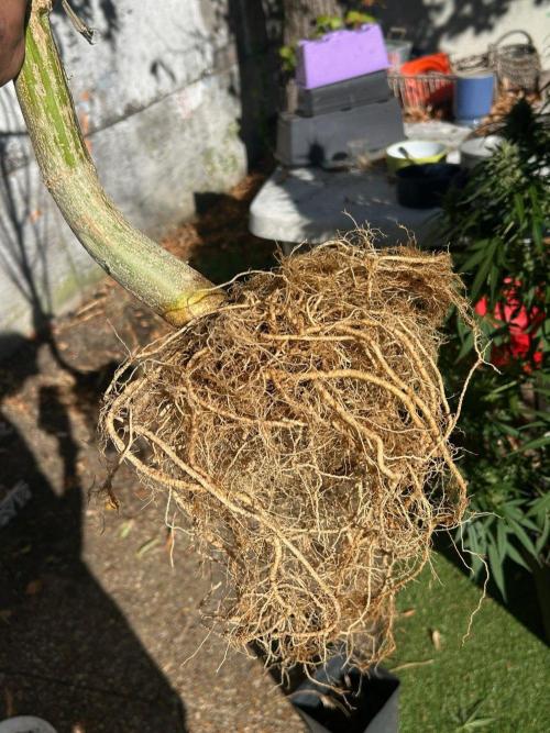 Fast Flowering Mix Fastbuds - 2026. Week 16