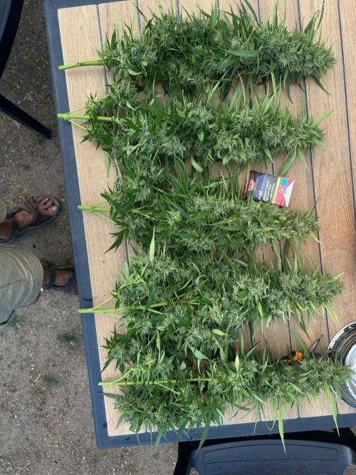 Fast Flowering Mix Fastbuds - 2026. Week 16