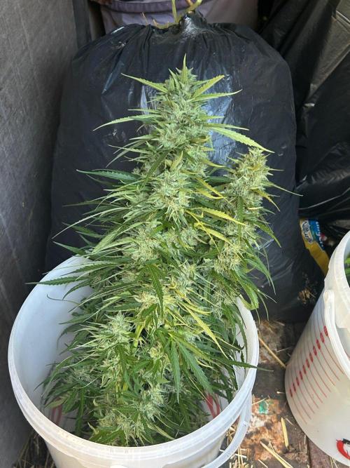 Fast Flowering Mix Fastbuds - 2026. Week 16