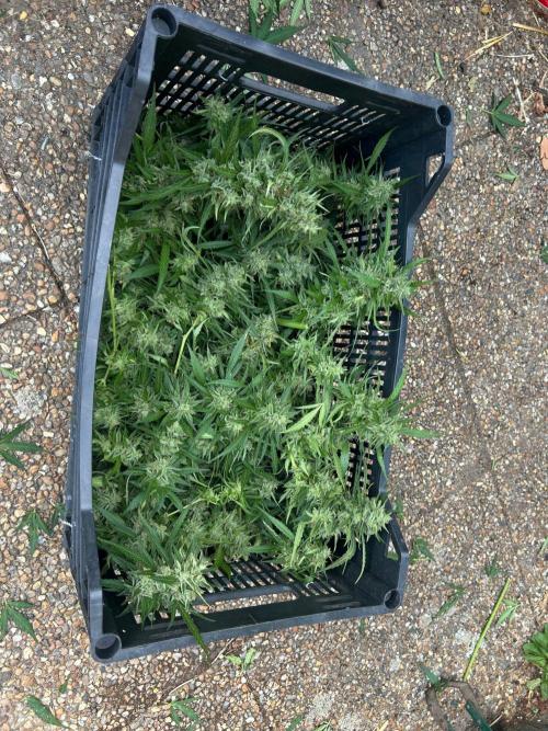 Fast Flowering Mix Fastbuds - 2026. Week 16
