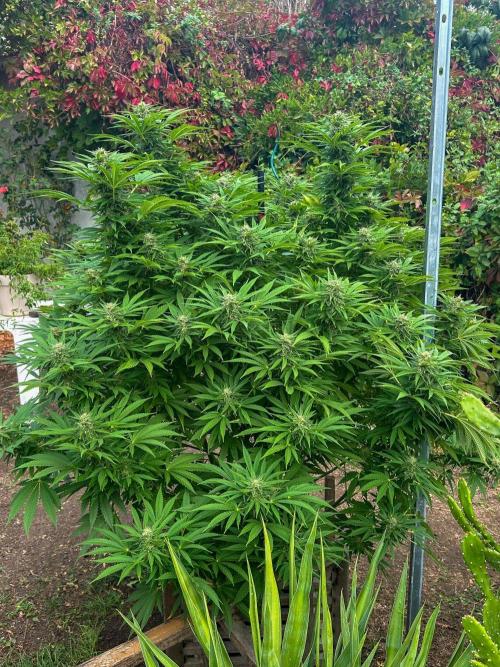 Fast Flowering Mix Fastbuds - 2026. Week 17 - Pheno #4