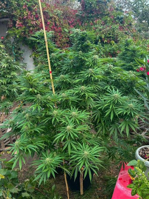 Fast Flowering Mix Fastbuds - 2026. Week 17 - Pheno #3