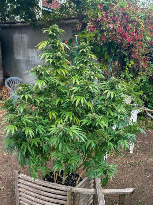 Fast Flowering Mix Fastbuds - 2026. Week 17 - Pheno #2 Purple Lemonade