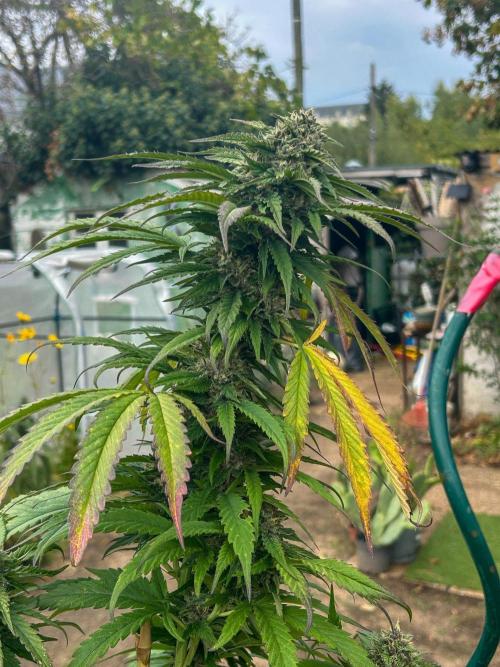 Fast Flowering Mix Fastbuds - 2026. Week 17 - Pheno #2 Purple Lemonade