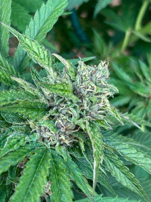 Fast Flowering Mix Fastbuds - 2026. Week 17 - Pheno #2 Purple Lemonade