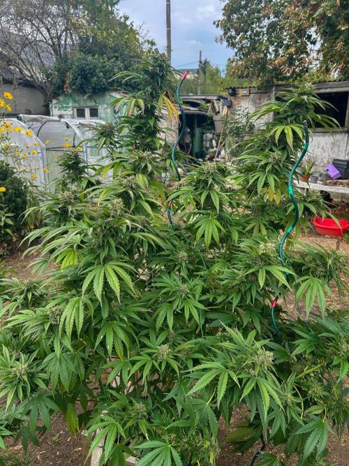 Fast Flowering Mix Fastbuds - 2026. Week 17 - Pheno #2 Purple Lemonade