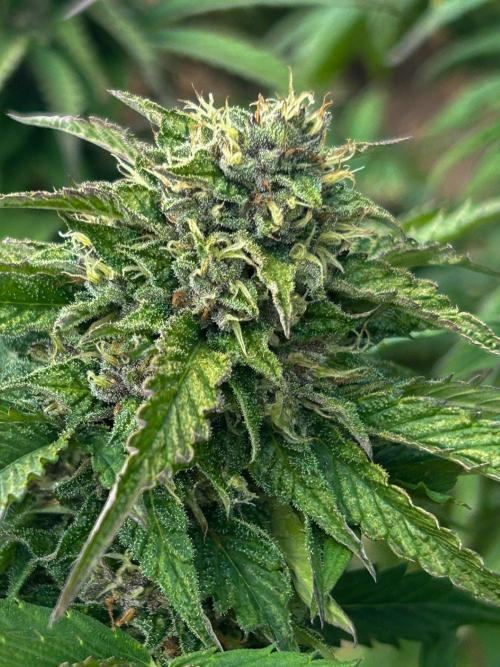Fast Flowering Mix Fastbuds - 2026. Week 17 - Pheno #2 Purple Lemonade