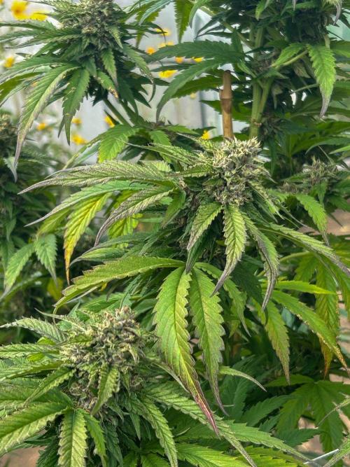 Fast Flowering Mix Fastbuds - 2026. Week 17 - Pheno #2 Purple Lemonade